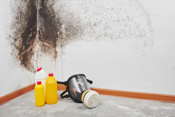 Best Professional Mold Removal  in Macon, IL
