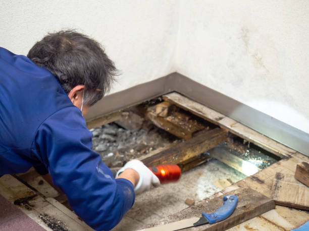 Reliable Macon, IL Mold Removal Solutions