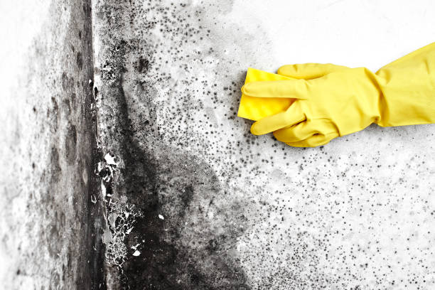 Best Crawl Space Mold Removal  in Macon, IL