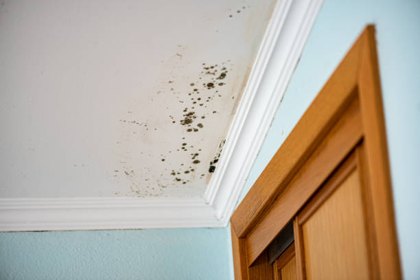 Best Same-Day Mold Removal  in Macon, IL
