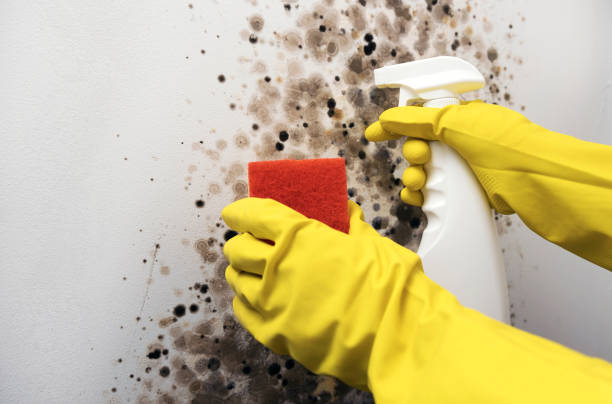 Best Black Mold Removal  in Macon, IL