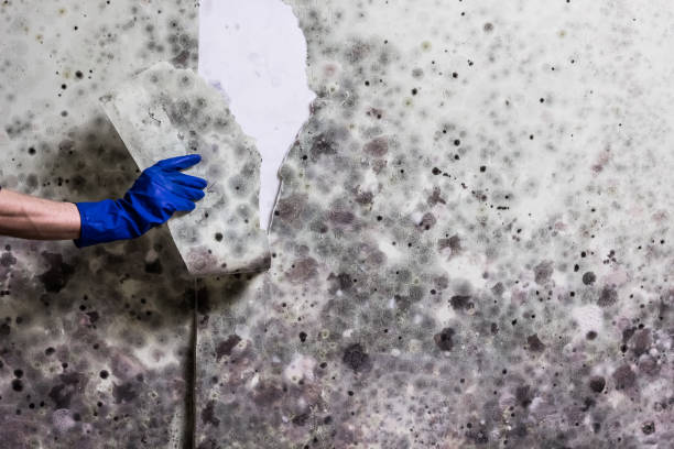 Best Affordable Mold Removal  in Macon, IL
